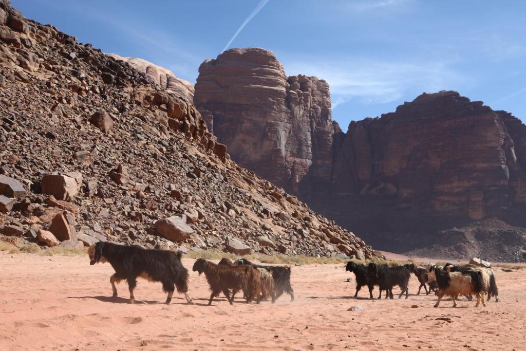 Bedouin Expedition Wadi Rum Luaran gambar