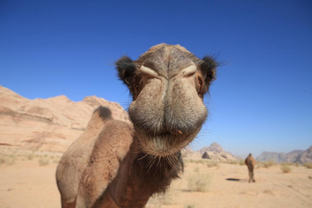 Bedouin Expedition Wadi Rum Luaran gambar