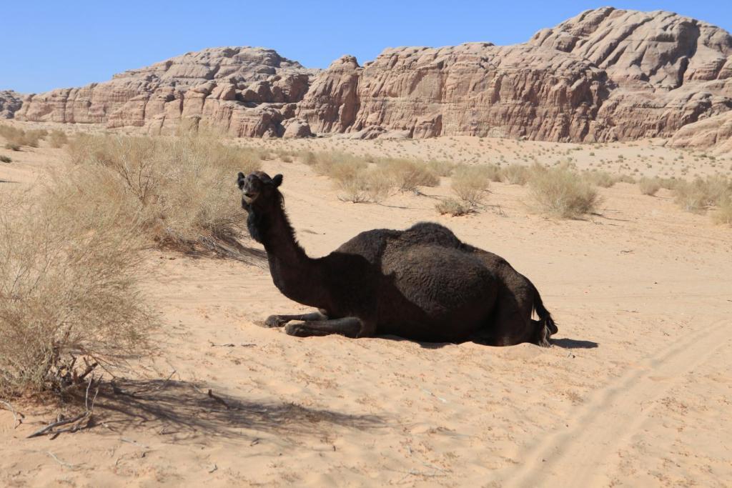 Bedouin Expedition Wadi Rum Luaran gambar